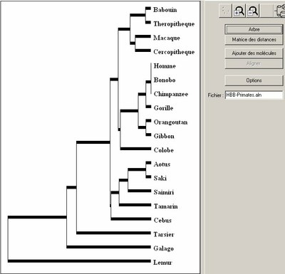 arbre-primates-hbb.jpg