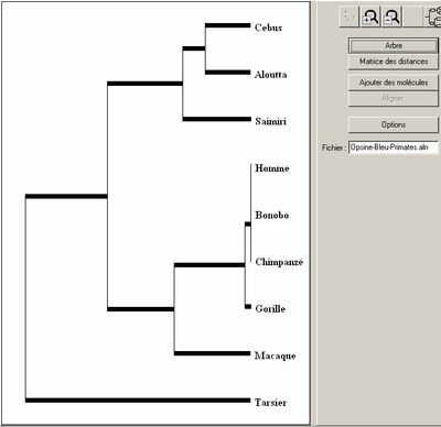 arbre-primates-opsine-bleu.jpg