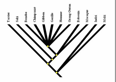 arbre-primates.jpg