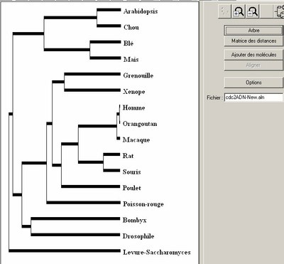 arbre-unite-du-vivant-cdc2-adn.jpg