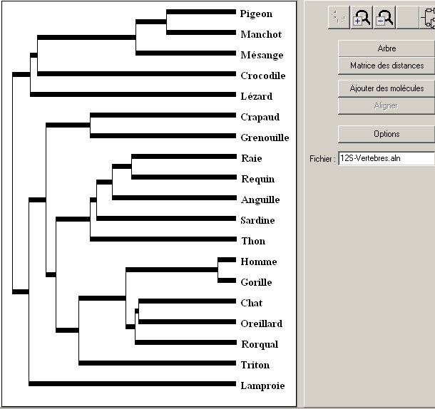 arbre-vertebres-12s.jpg