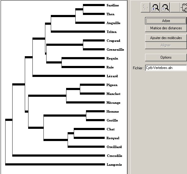 arbre-vertebres-cytb.jpg