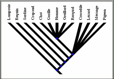 arbre-vertebres.jpg