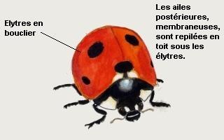 ZoomcCoccinelle.JPG