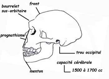 cranHneander.JPG