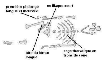 postcranienAafarensis.jpg