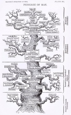 Tree of life by Haeckel cleanup red