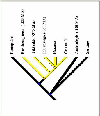 Arbre Tétrapodes.jpg