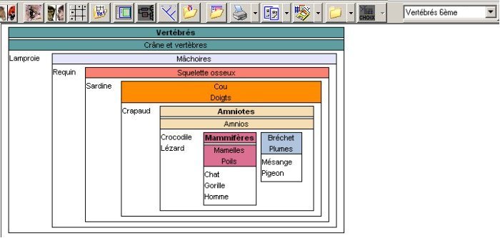 Dénomination de groupes de Vertébrés.jpg