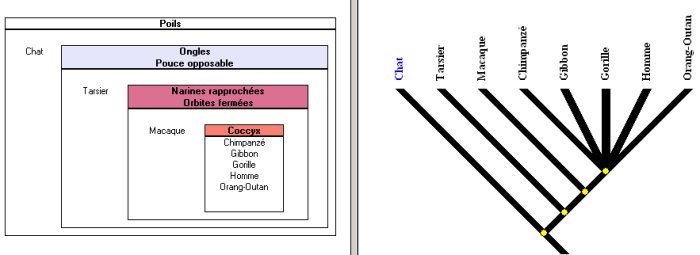 Etablir parentés - emboitement et arbre.jpg