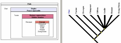 Etablir parentés - emboitement et arbre.jpg