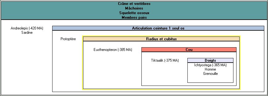 Groupement Tétrapodes.jpg