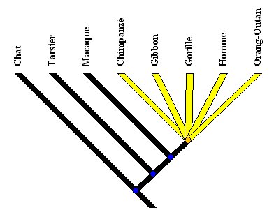 arbre-associe-boite.jpg