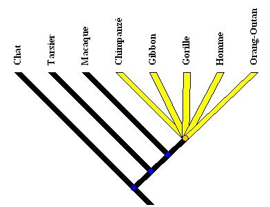 arbre-associe-boite.jpg