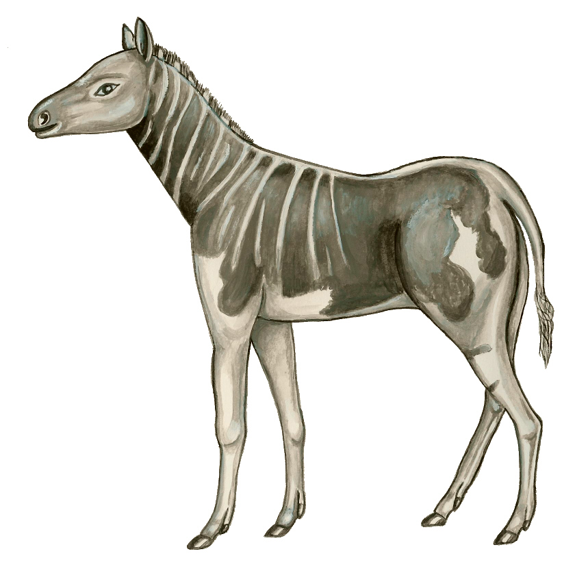 Parahippus.jpg