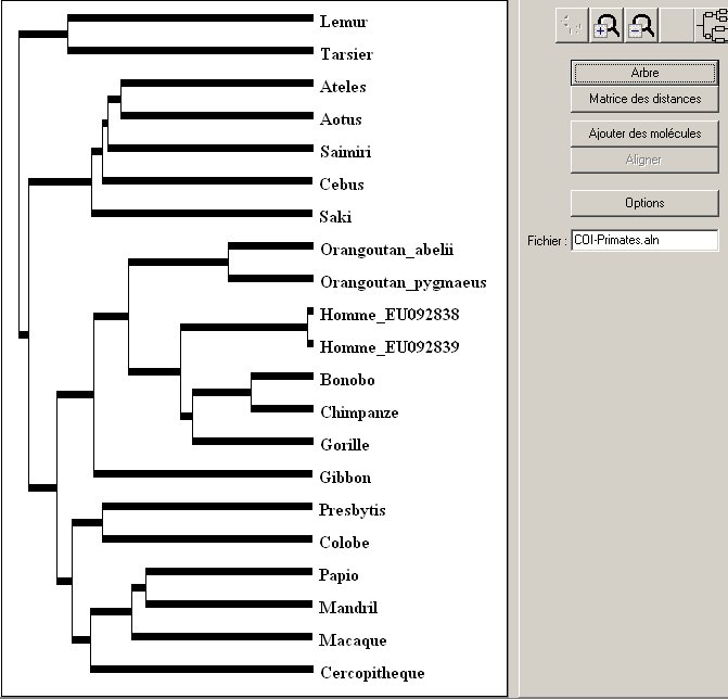 Arbre-Primates-COI.jpg