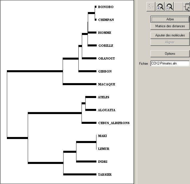 Arbre-Primates-COX2.jpg