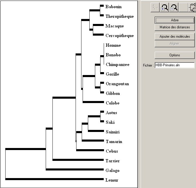 Arbre-Primates-HBB.jpg