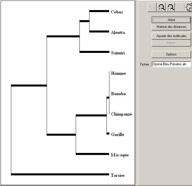 Arbre-Primates-Opsine-Bleu.jpg