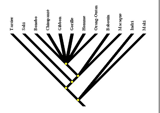 Arbre-Primates.jpg