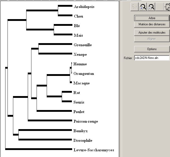 Arbre-Unité du vivant-cdc2-adn.jpg