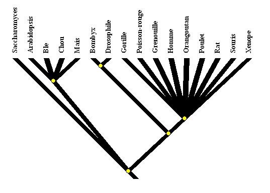 Arbre-Unité du vivant.jpg