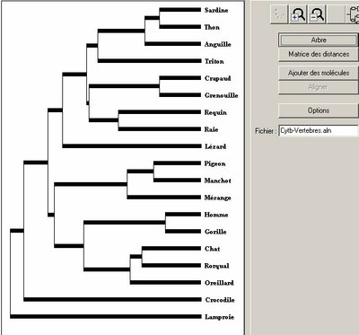 Arbre-Vertébrés-cytb.jpg