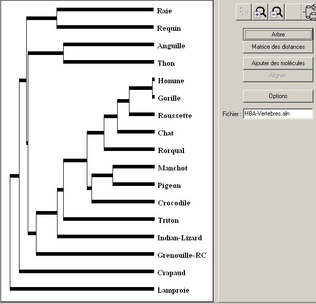 arbre-vertebres-hba.jpg