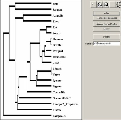 arbre-vertebres-hbb.jpg