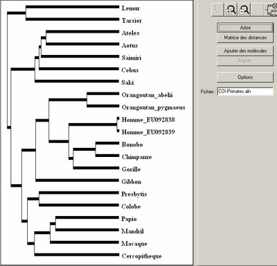 arbre-primates-coi.jpg