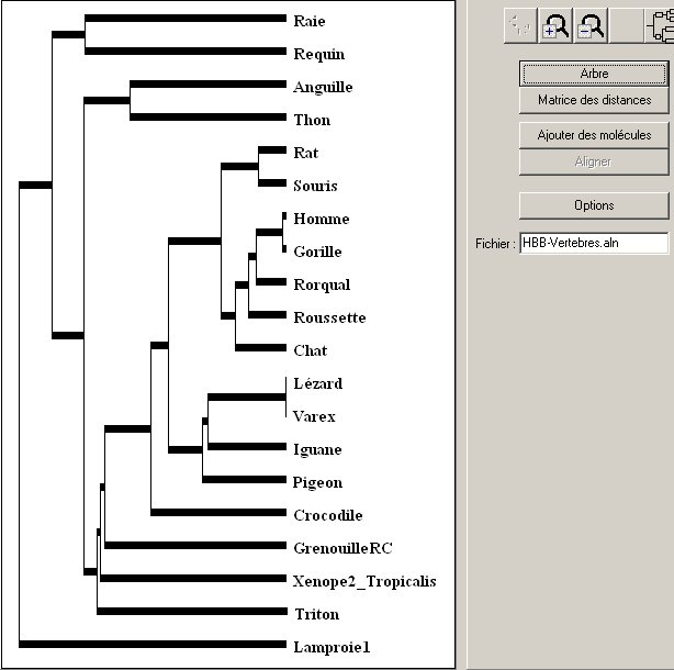 Arbre-Vertébrés-HBB.jpg