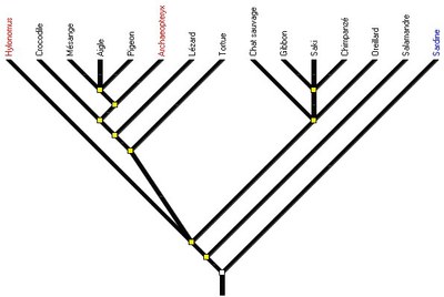 amniotes1-arbre2