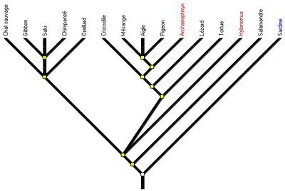 amniotes1-arbre4