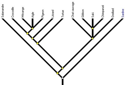 amnios3_arbre-ref