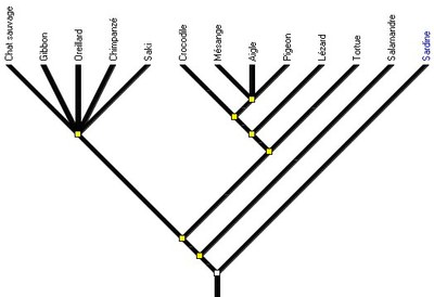 amnios3_arbre1