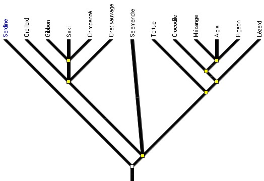 amnios3_arbre2