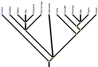 amnios3_arbre2