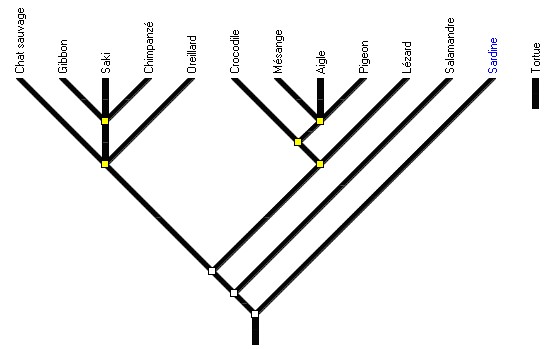 amniotes5-arbre_initial