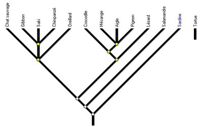 amniotes5-arbre_initial