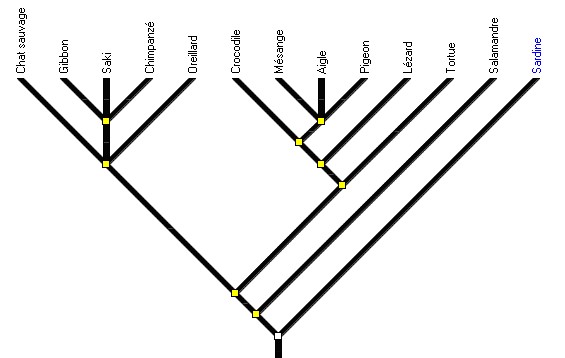 Amniote5-arbre-final