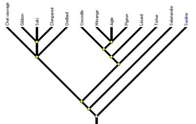 Amniote5-arbre-final