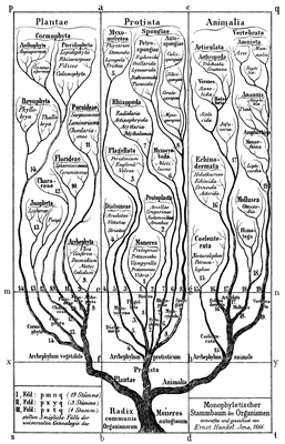 Haeckel_arbol_bn.png