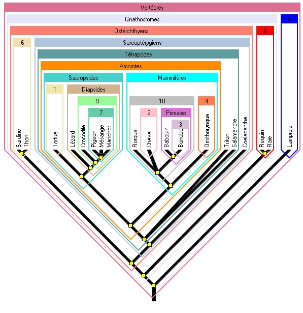 arbre_Vertebres.jpg