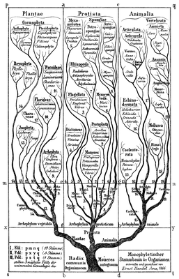 arbre de Haeckel