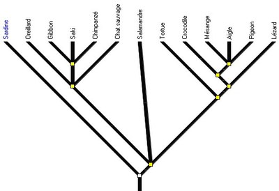 amniotes3-arbre2.jpg