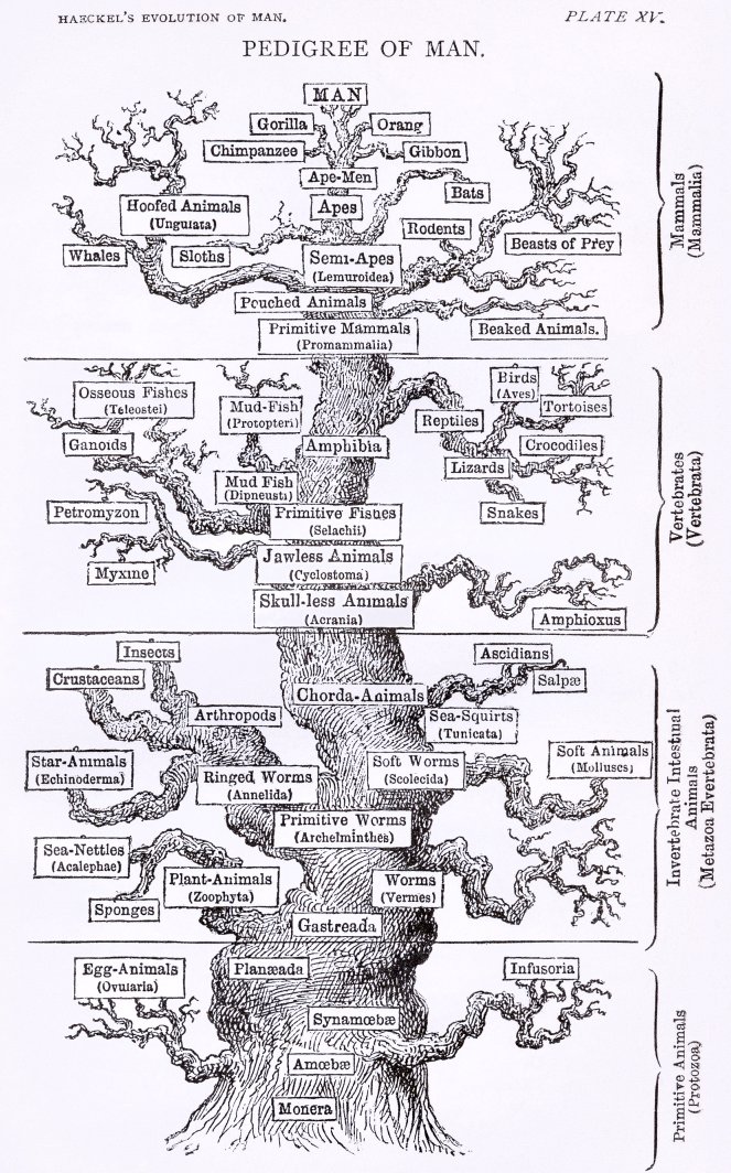 Tree_of_life_by_Haeckel_cleanup_red.jpg