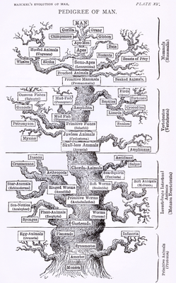Tree_of_life_by_Haeckel_cleanup_red.png