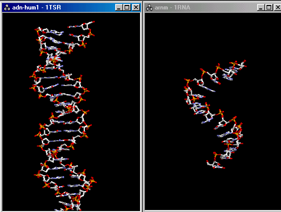 adn-arn.gif