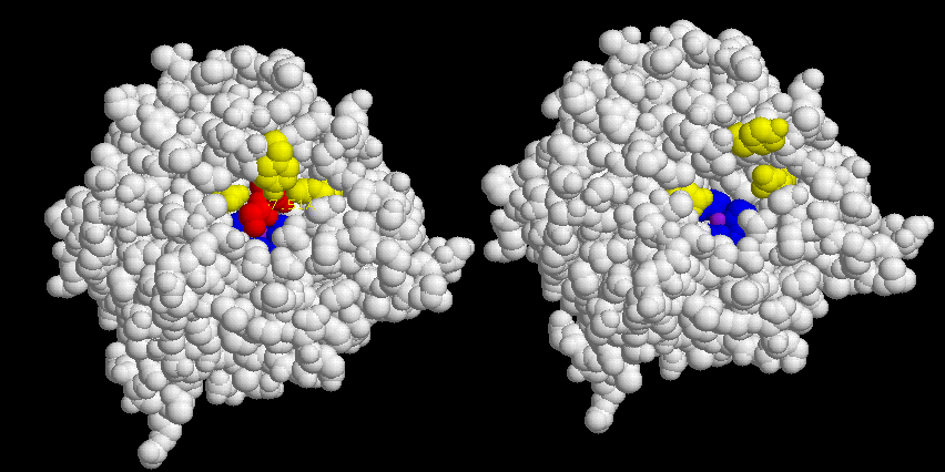 cpa1.gif