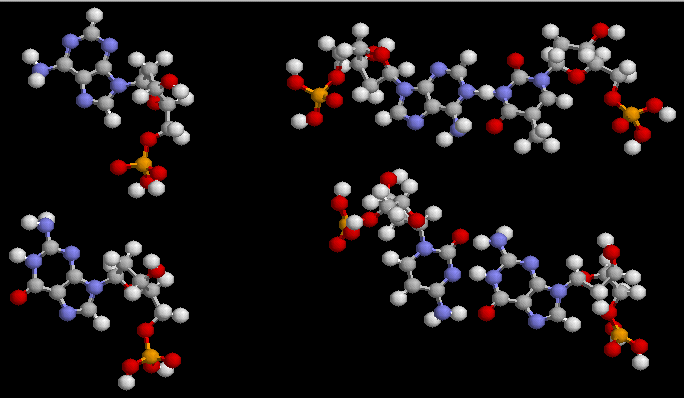 nucleotides.gif